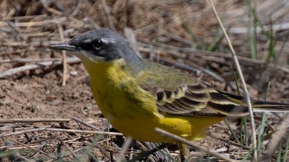 Western Yellow Wagtail