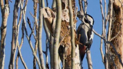 Syrian Woodpecker
