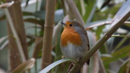 European Robin