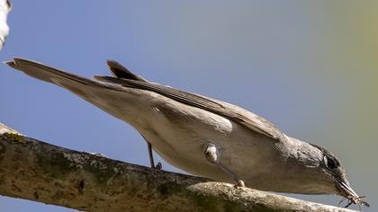 Eurasian Blackcap
