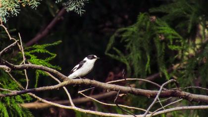 Collared Flycatcher