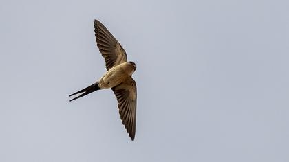 Red-rumped Swallow