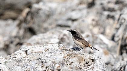 Kızılca kuyrukkakan