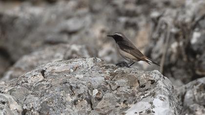 Red-tailed Wheatear