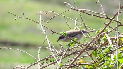 Lesser Whitethroat