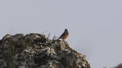 Common Rock Thrush