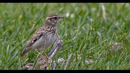 Woodlark