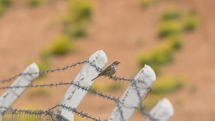 Corn Bunting