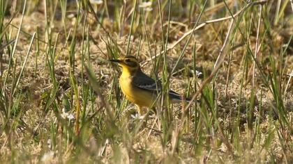 Citrine Wagtail
