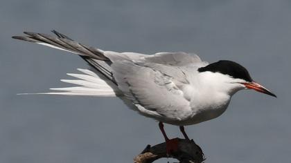 Common Tern