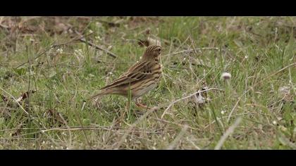 Tree Pipit