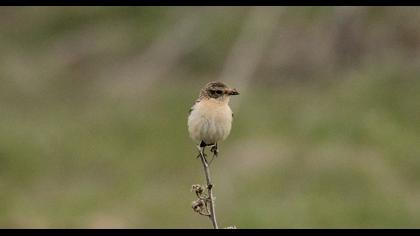 Whinchat