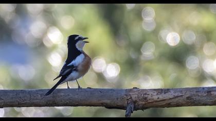 Masked Shrike