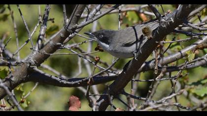 Eastern Orphean Warbler
