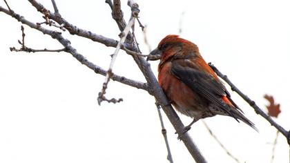 Red Crossbill