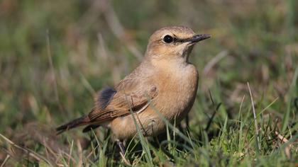 Isabelline Wheatear