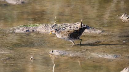 Spotted Crake