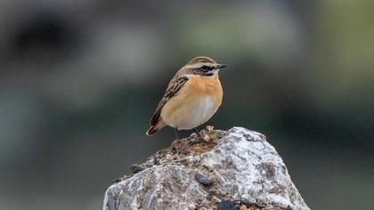 Whinchat