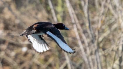 Ferruginous Duck