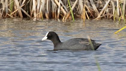 Eurasian Coot