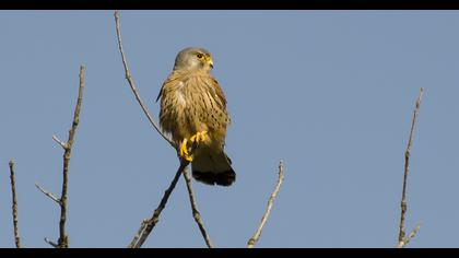 Common Kestrel
