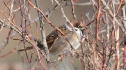 Eurasian Tree Sparrow