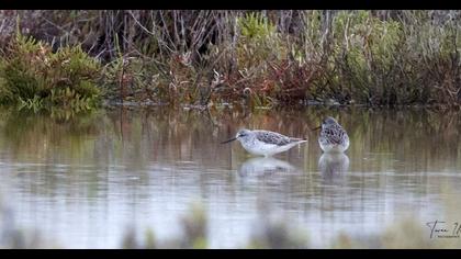 Marsh Sandpiper