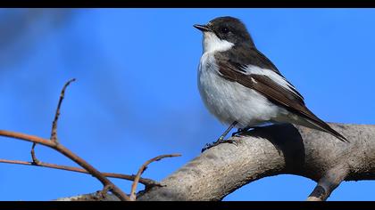 European Pied Flycatcher