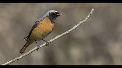 Common Redstart