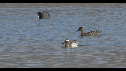 Garganey
