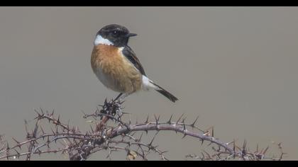 European Stonechat