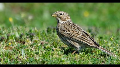 Corn Bunting