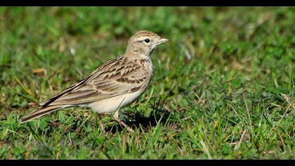 Greater Short-toed Lark