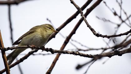 Willow Warbler