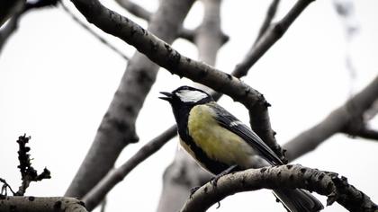 Great Tit