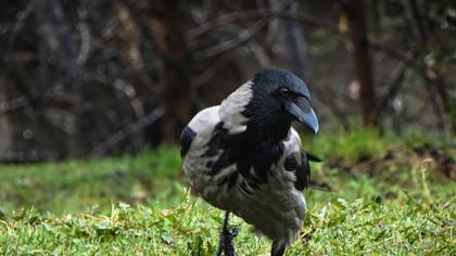 Hooded Crow