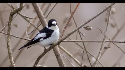 Collared Flycatcher