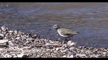 Common Greenshank