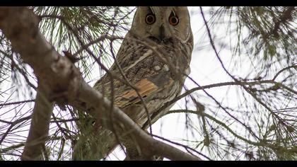 Long-eared Owl