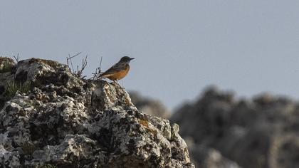 Common Rock Thrush
