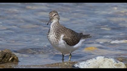 Common Sandpiper