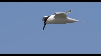 Sandwich Tern