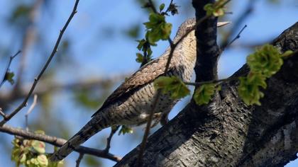Eurasian Wryneck
