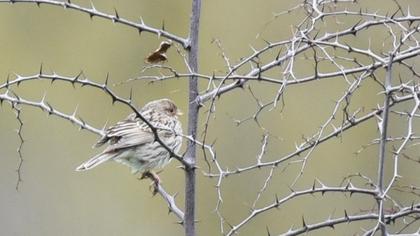 Corn Bunting