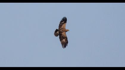 Lesser Spotted Eagle