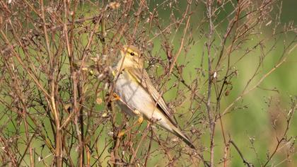 Willow Warbler