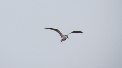 Black-crowned Night Heron