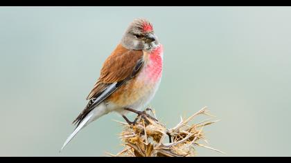 Common Linnet