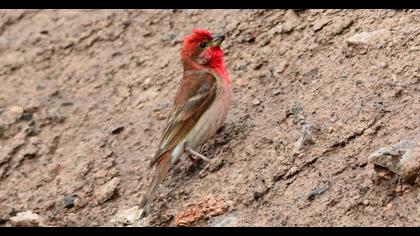 Common Rosefinch