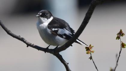 Semicollared Flycatcher